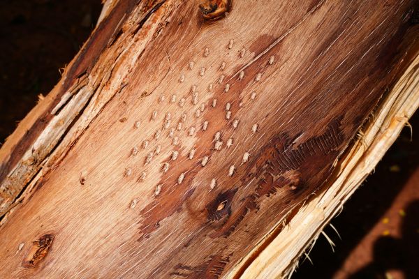 Comment traiter efficacement le champignon luisant et ses dangers